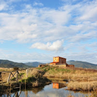 Nella palude della Diaccia Botrona di 