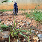 Grape hyacinth