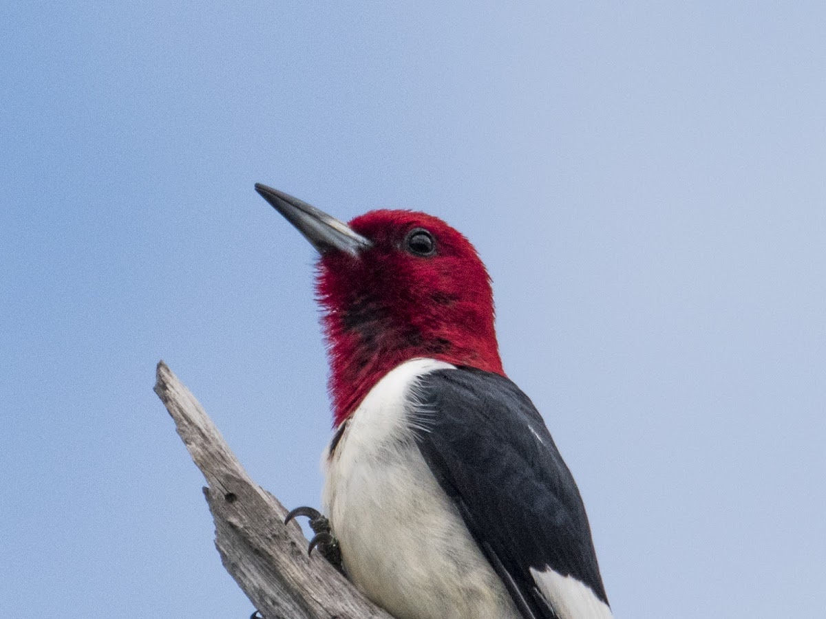 Red-Headed Woodpecker