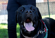 Ace, a boerboel pitbull cross, after receiving his rabies vaccination.