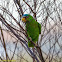 White-fronted Parrot