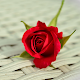 Download Red Roses Flower HD Wallpapers For PC Windows and Mac 1.0