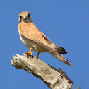 Nankeen Kestrel