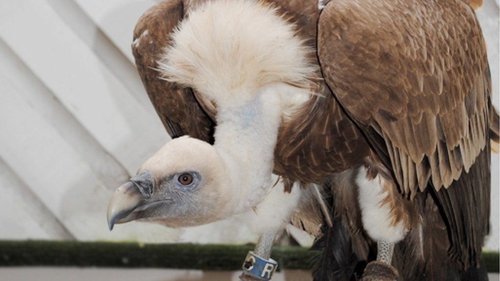 vulture bird colchesterzoo rip