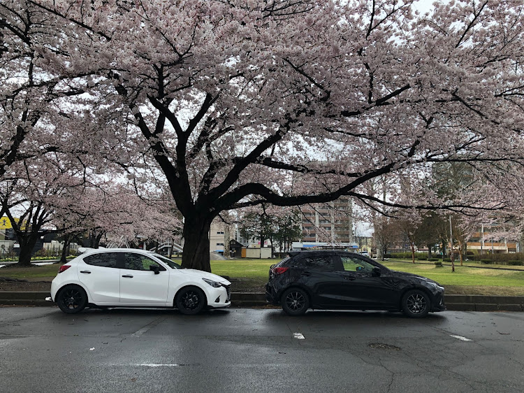 デミオの桜に関するカスタム事例の投稿画像1枚目