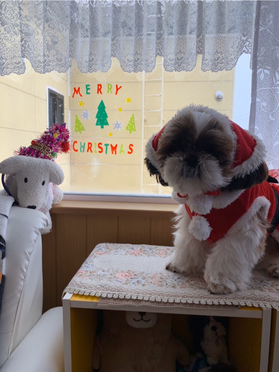 ミラのクリスマス・シーズーに関するカスタム事例の投稿画像1枚目