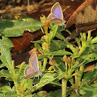 Lesser Grass Blue