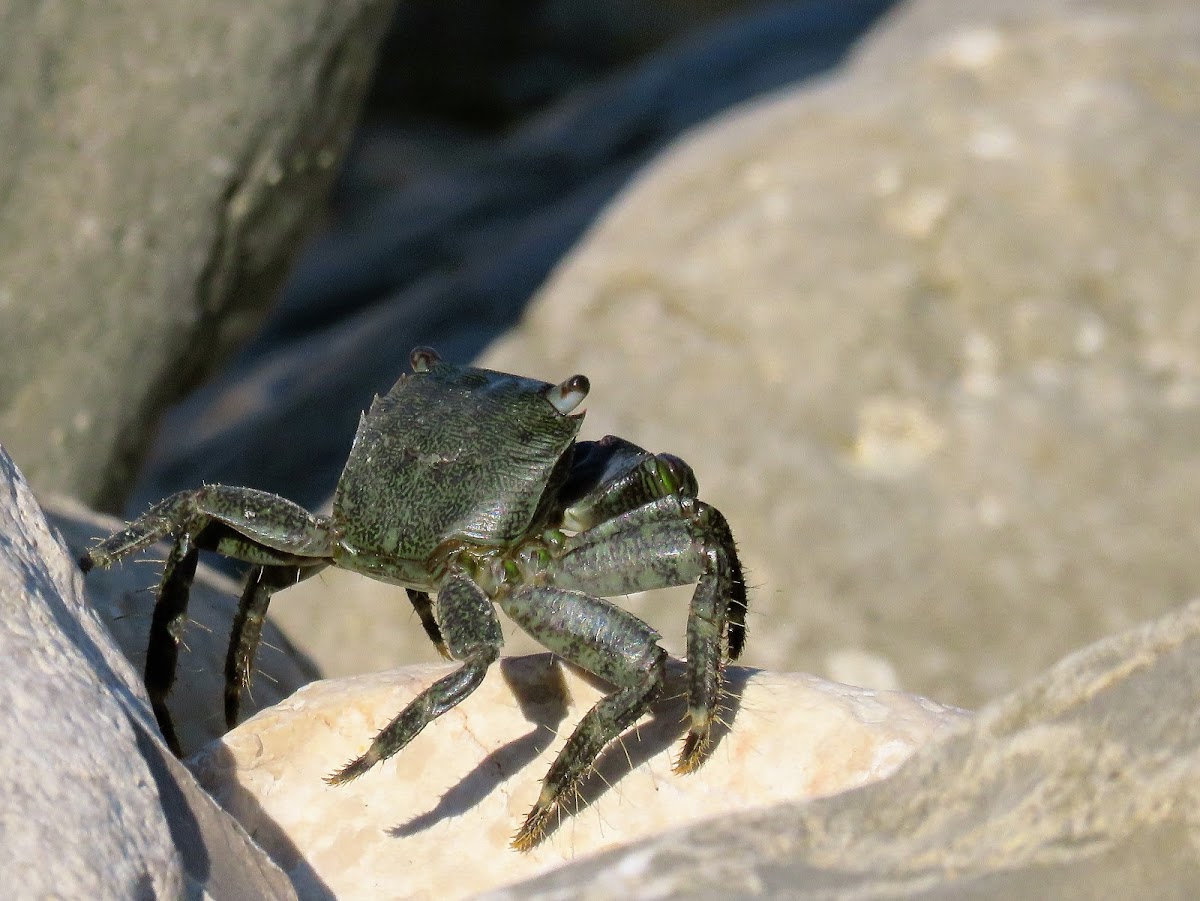 Marbled crab