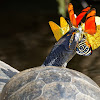 Tartaruga Tracajá ( Yellow- Spotted Amazon River Turtle)