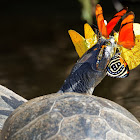 Tartaruga Tracajá ( Yellow- Spotted Amazon River Turtle)