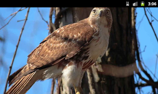 Birds of Prey - Live Wallpaper Screenshots 2