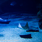 Common Eagle Ray