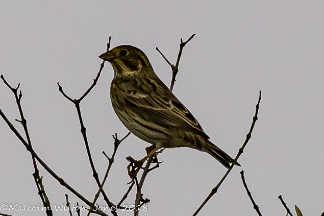 Corn Bunting