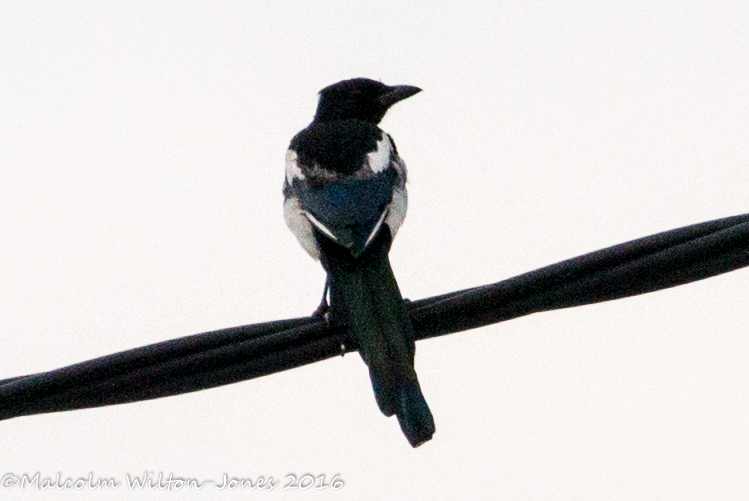 Magpie; Urraca