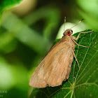 Erionota torus 黃斑蕉弄蝶