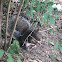 eastern gray squirrel