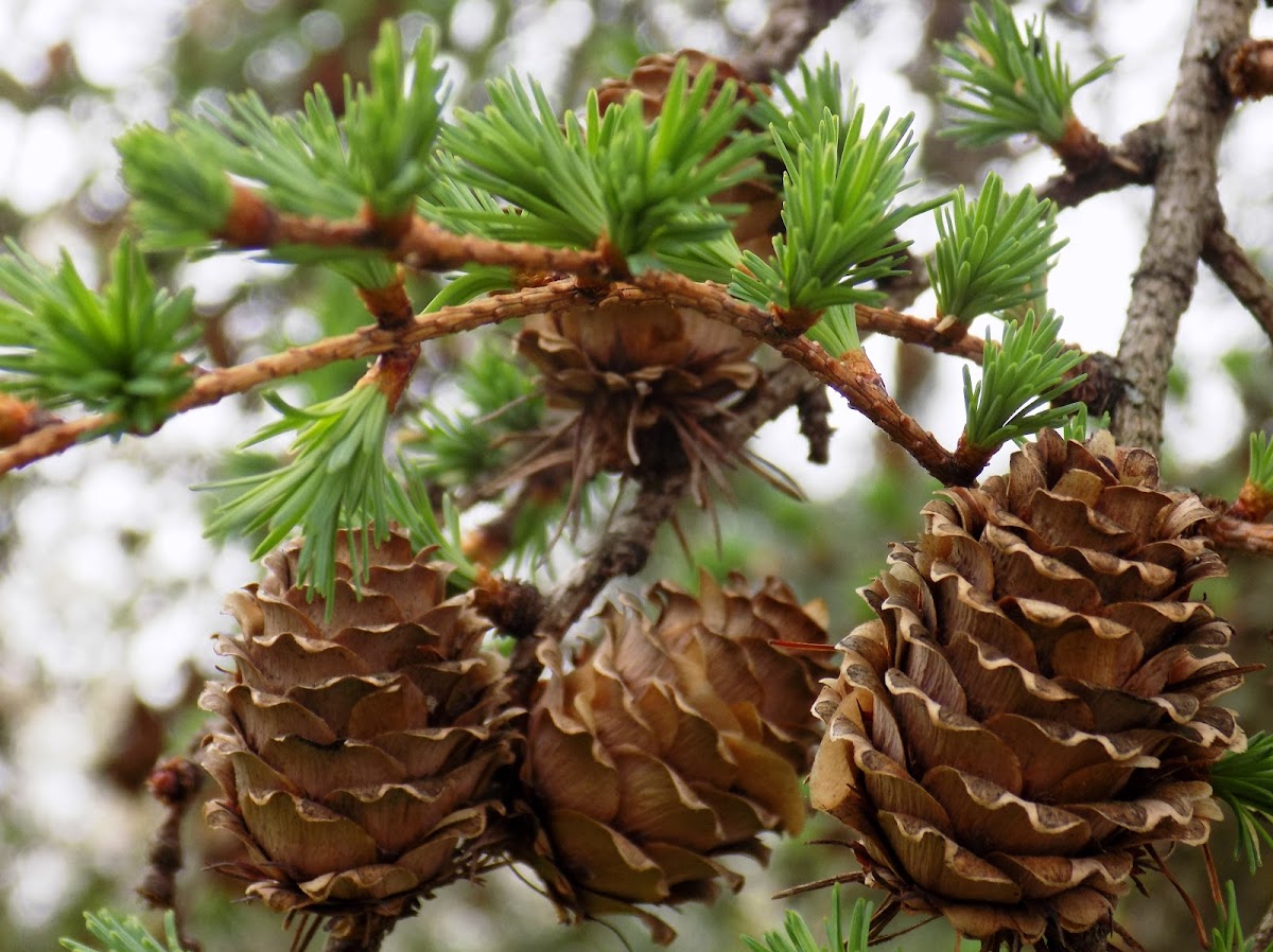 European larch