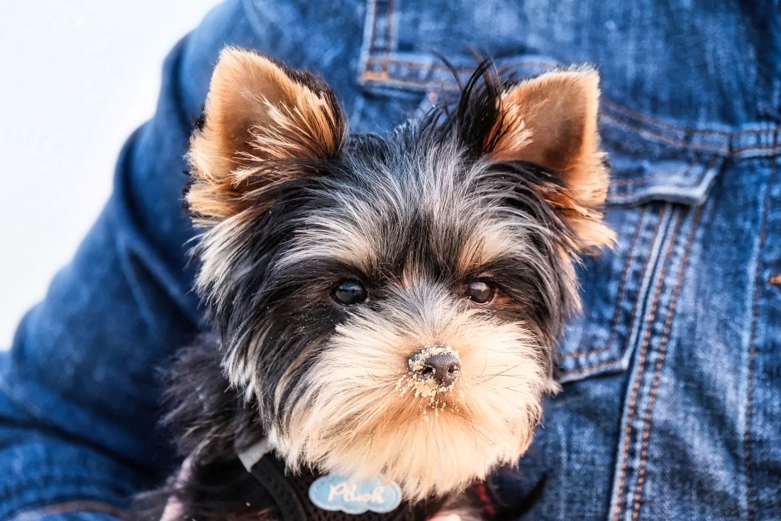 Why Is My Yorkie Shedding?