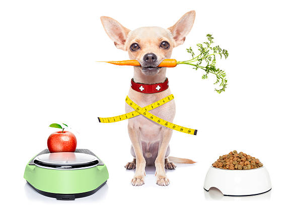 Diet and Exercise Considerations for Chihuahuas