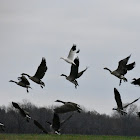 Ross's Goose