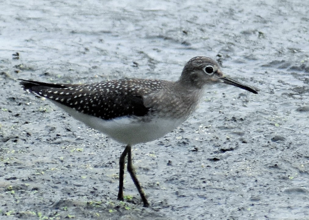 Solitary Sandpiper