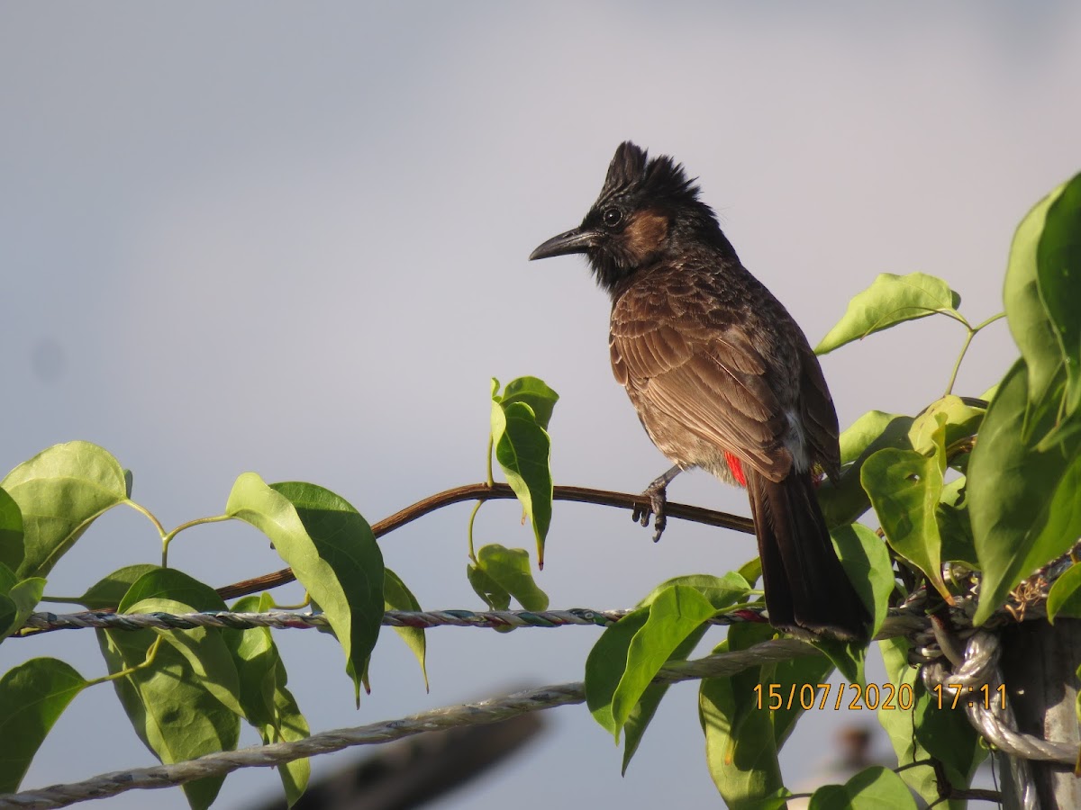 Red-vented Bulbul