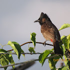 Red-vented Bulbul