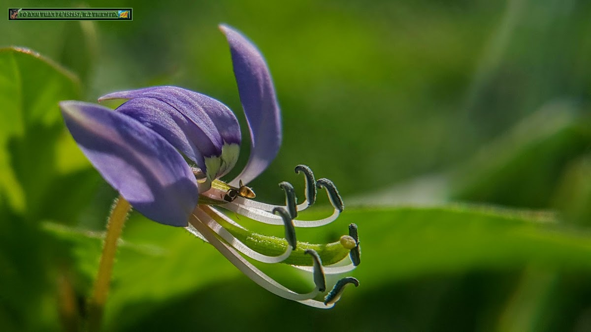 Fringed spider flower, Purple cleome