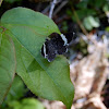 White-striped Black Moth