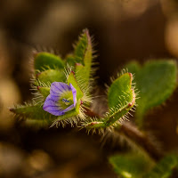 La natura "riprende vita" di 