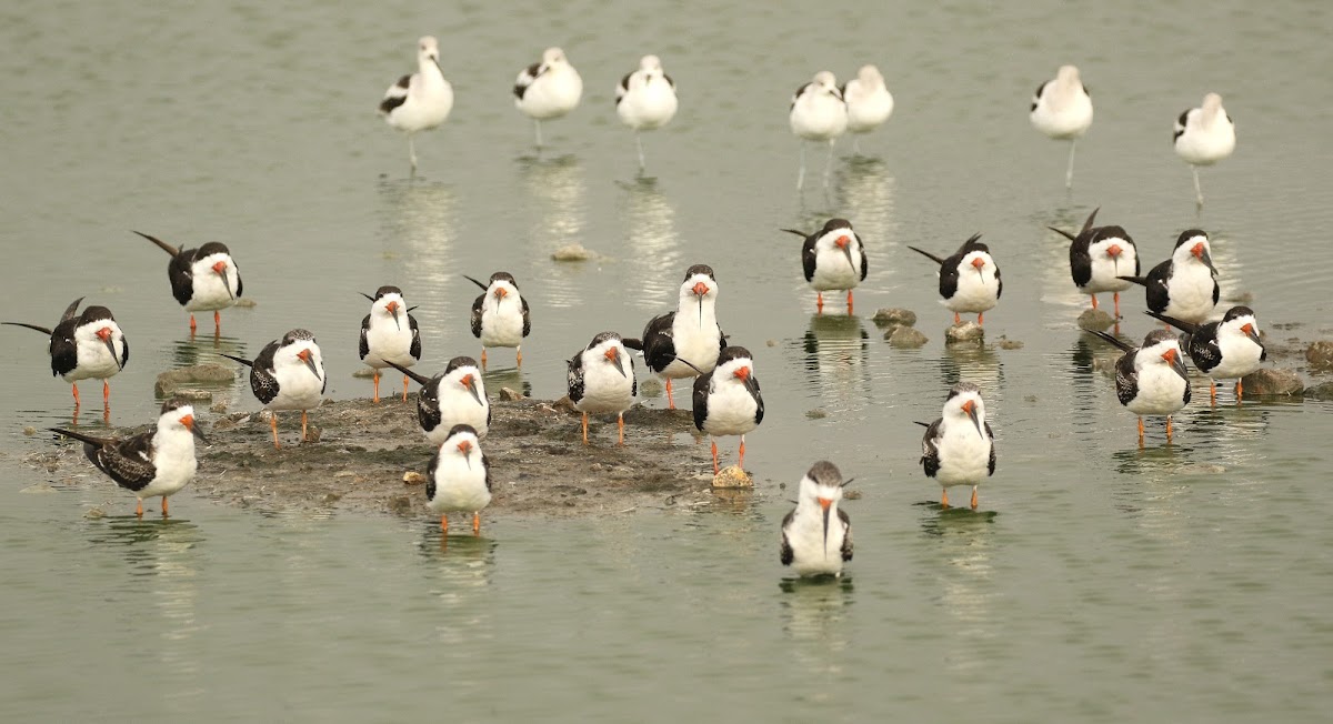 Black Skimmer