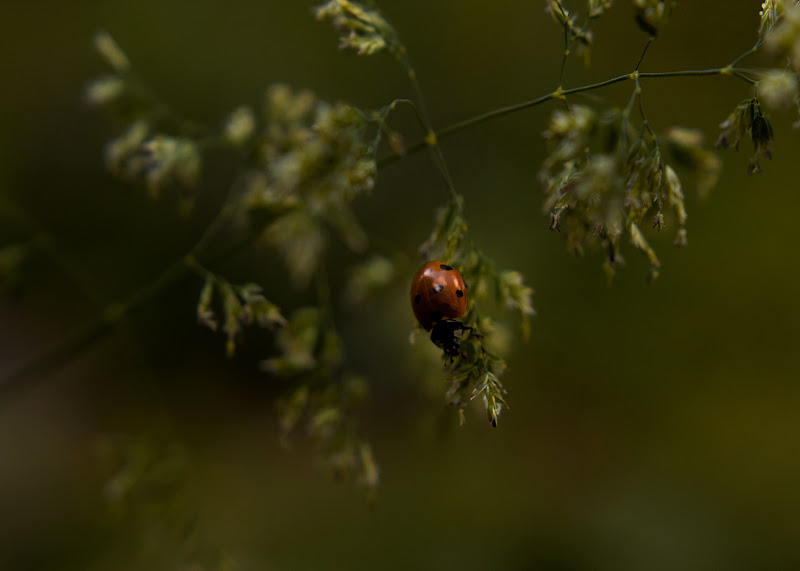 Coccinella su pianta ` di Goldenhour