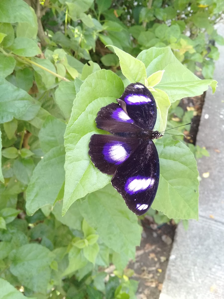 Eggfly butterfly