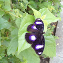 Eggfly butterfly