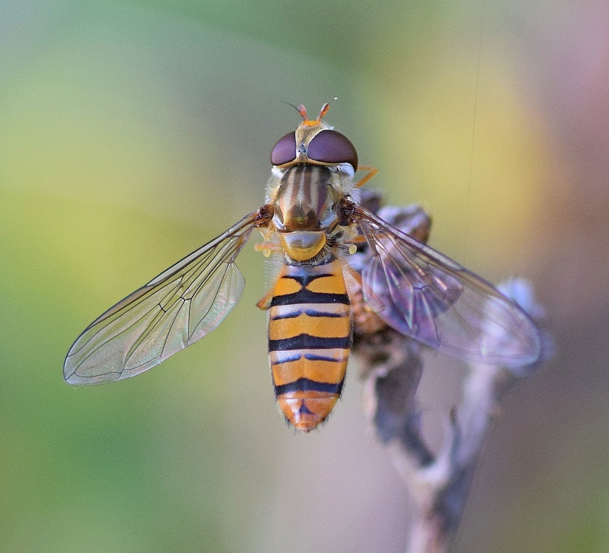 Marmalade Hoverfly