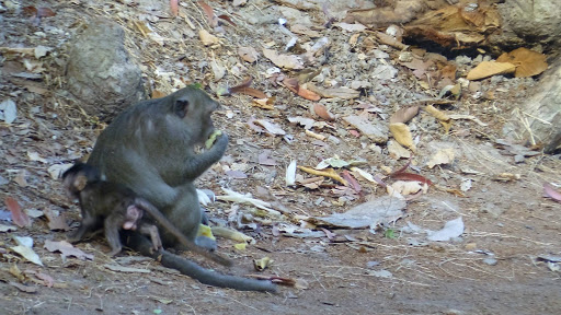 Monkey Morning in Cambodia 2016