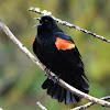 Red-winged blackbird (male)