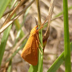 Orange Holomelina