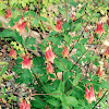 Eastern red columbine