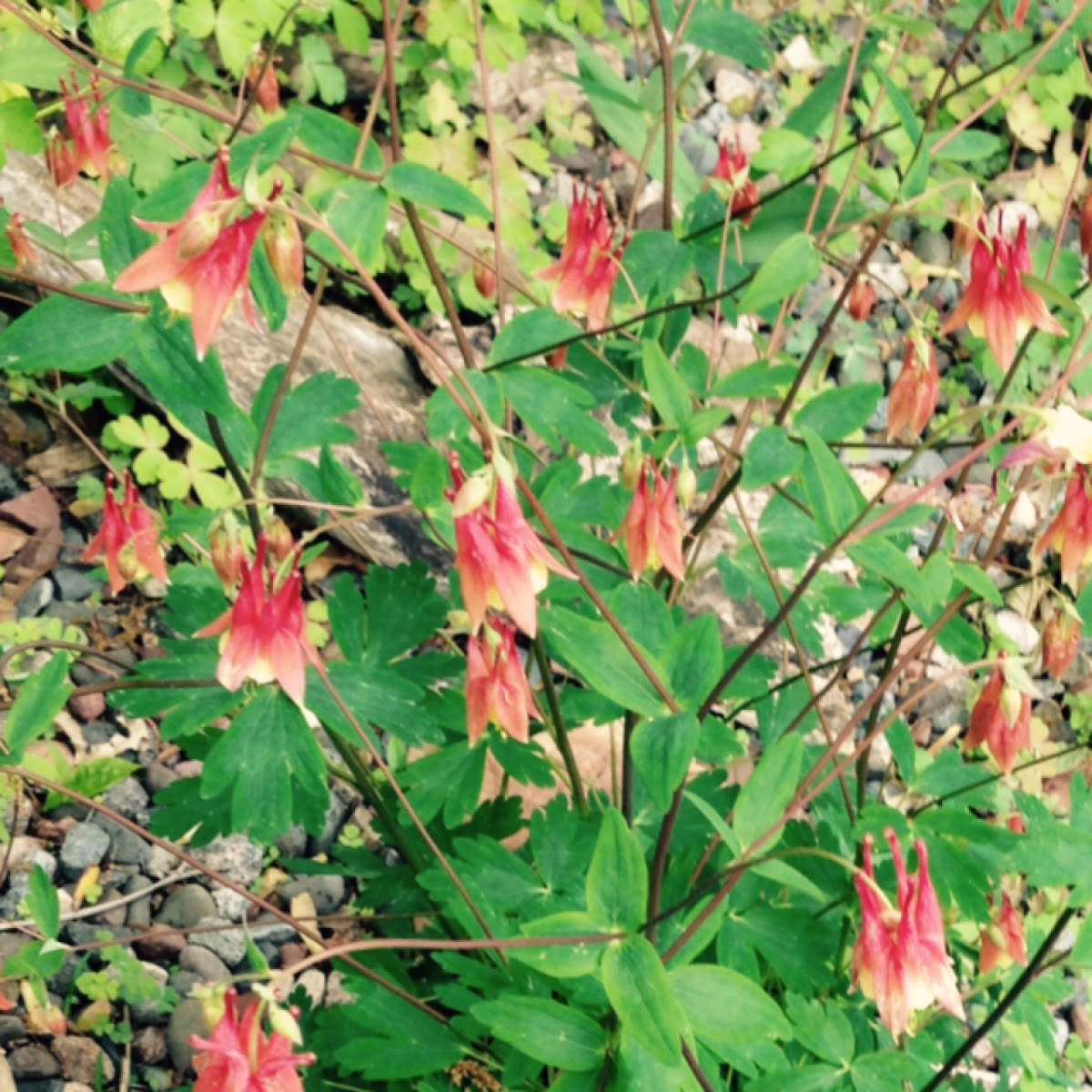 Eastern red columbine