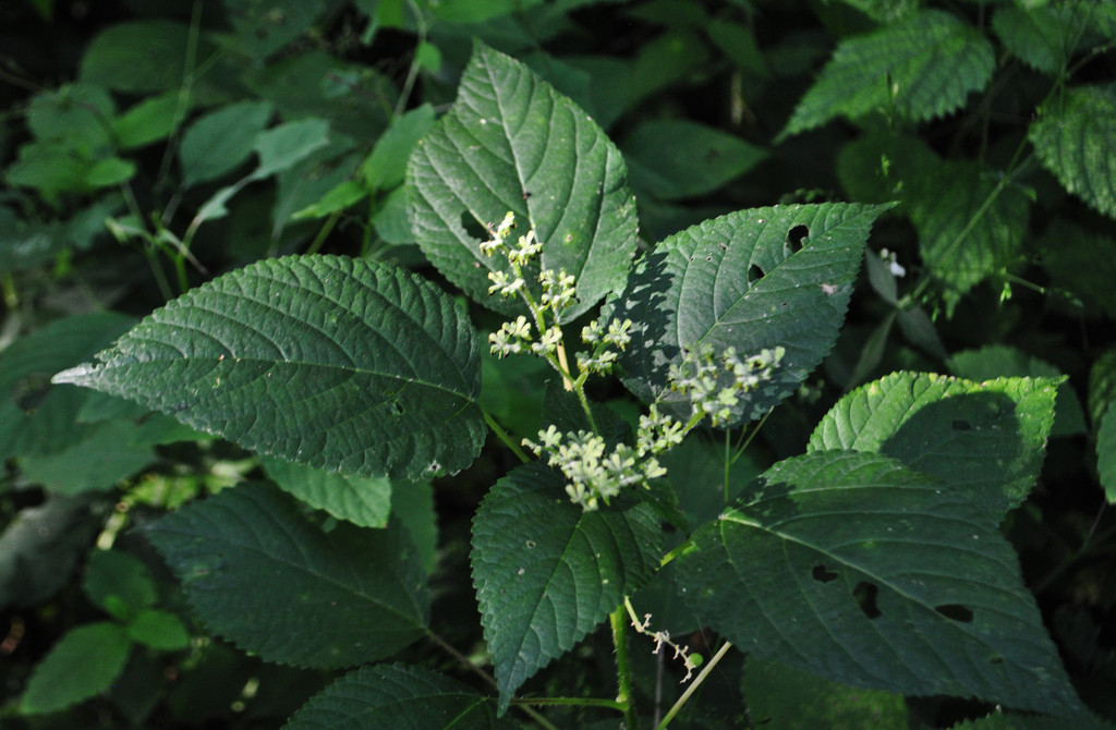 Wood Nettle