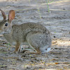 Eastern Cottontail