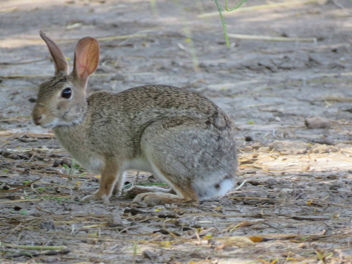 Eastern Cottontail