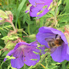 Blue Geranium