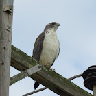 White-tailed hawk