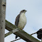 White-tailed hawk