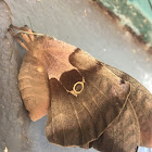 Polyphemus moth