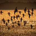 Birds fly over the river