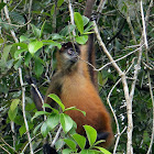 Geoffroy's Spider monkey