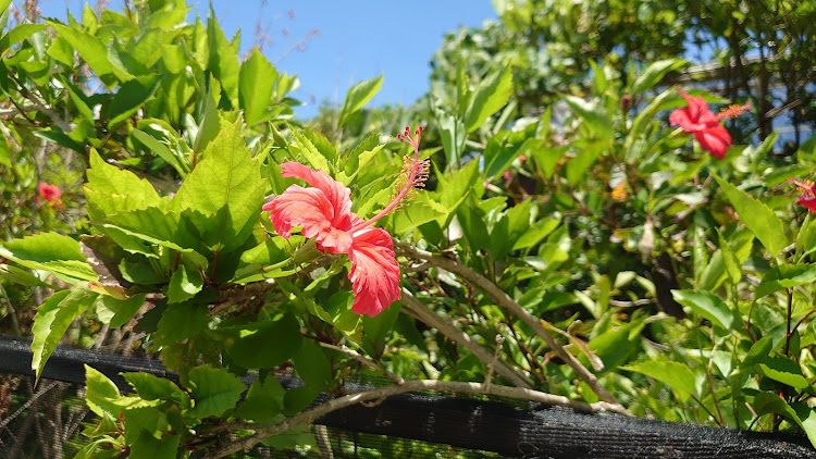 超兄貴さんが投稿したマツダキャロル・#だるまそば・海中道路&伊計島🏝・生存報告がメイン投稿になりつつあるに関するカスタム事例の投稿画像9枚目
